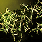 Briarpatch