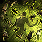 Ravenous Swarm